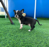 Photo №4. I will sell chihuahua in the city of St. Petersburg. from nursery, breeder - price - 608$