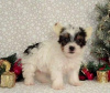 Photo №1. non-pedigree dogs - for sale in the city of Малага | 317$ | Announcement № 122750