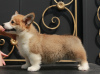 Additional photos: welsh corgi pembroke puppies from Champion