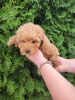 Additional photos: Toy poodle puppies