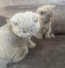 Photo №1. british shorthair - for sale in the city of Дрезден | 370$ | Announcement № 108585