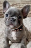 Photo №1. french bulldog - for sale in the city of Tienen | 370$ | Announcement № 123294