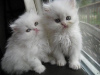 Photo №1. persian cat - for sale in the city of Ringsted | negotiated | Announcement № 58516