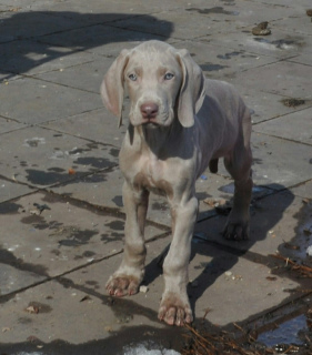 Photo №1. weimaraner - for sale in the city of Tolyatti | 392$ | Announcement № 1845