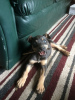 Photo №3. Kelpie pups looking forever homes. Hungary