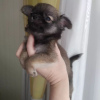 Photo №2 to announcement № 104169 for the sale of chihuahua - buy in United States from nursery