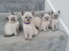 Photo №1. siamese cat - for sale in the city of Bonn | 370$ | Announcement № 114535