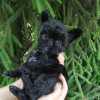 Photo №1. affenpinscher - for sale in the city of Vienna | negotiated | Announcement № 13672