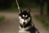 Photo №4. I will sell siberian husky in the city of Москва. private announcement, from nursery - price - negotiated