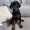 Photo №2 to announcement № 103844 for the sale of dobermann - buy in Germany from nursery, breeder