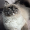 Photo №2 to announcement № 101801 for the sale of british longhair - buy in Germany breeder