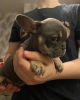 Photo №3. French bulldog Puppies. they are 12 weeks old,. Germany