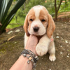 Photo №2 to announcement № 120618 for the sale of beagle - buy in Germany private announcement