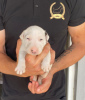 Photo №3. Standard bull terrier puppies. Serbia