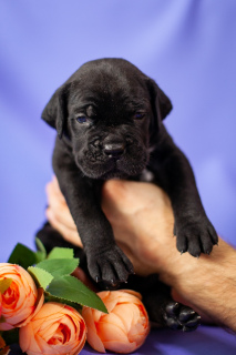 Photo №2 to announcement № 3898 for the sale of cane corso - buy in Russian Federation breeder