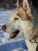 Additional photos: Husky Dymka is looking for a loving family with a male leader!