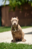 Photo №4. I will sell american bully in the city of Belgrade. breeder - price - negotiated