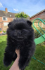 Photo №1. pomeranian - for sale in the city of Флорида Сити | 400$ | Announcement № 102937