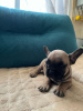 Photo №2 to announcement № 94700 for the sale of french bulldog - buy in Serbia private announcement