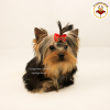 Photo №4. I will sell yorkshire terrier in the city of Kiev. private announcement, from nursery, breeder - price - 1811$