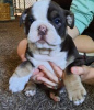 Photo №2 to announcement № 124073 for the sale of english bulldog - buy in Finland private announcement