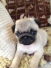 Photo №3. Pedigree Pug puppies with available now for sale. Germany