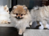 Additional photos: Pomeranian Girl, Orange Sable