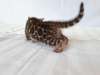 Photo №1. bengal cat - for sale in the city of Miass | 1500$ | Announcement № 8738