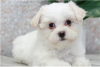 Photo №2 to announcement № 115863 for the sale of maltese dog - buy in Germany 