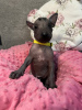 Additional photos: Xoloitzcuintle (Mexican hairless dog) puppies