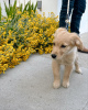 Photo №1. golden retriever - for sale in the city of Sofia | 254$ | Announcement № 78625
