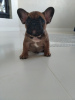 Photo №1. french bulldog - for sale in the city of St. Petersburg | negotiated | Announcement № 8120