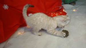 Photo №2 to announcement № 4459 for the sale of bengal cat - buy in Russian Federation from nursery