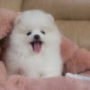 Additional photos: pomeranian