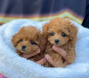 Photo №1. poodle (toy) - for sale in the city of Helsinki | 475$ | Announcement № 123317