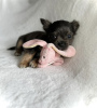 Photo №2 to announcement № 103389 for the sale of chihuahua - buy in United States from nursery, breeder