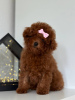 Photo №3. Toy Poodle Red Brown TEECUP. Czech Republic