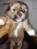 Photo №3. Shork F1 puppies are available for reservation.. Estonia