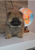 Photo №1. chow chow - for sale in the city of Belgrade | negotiated | Announcement № 127540