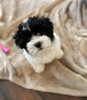 Photo №1. havanese dog - for sale in the city of Oberstdorf | negotiated | Announcement № 109168