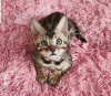 Photo №1. savannah cat - for sale in the city of Sydney Olympic Park | 264$ | Announcement № 71726