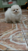 Photo №4. I will sell pomeranian in the city of Munich. private announcement - price - 380$