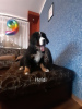 Photo №2 to announcement № 33386 for the sale of bernese mountain dog - buy in Poland breeder