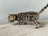 Additional photos: Bengal kittens