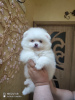 Photo №3. Beautiful Pomeranian puppies. Germany