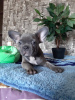 Photo №2 to announcement № 12827 for the sale of french bulldog - buy in Poland private announcement