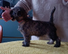 Additional photos: CAIRN TERRIER PUPPPY