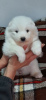 Photo №3. Samoyed puppies for sale. Serbia