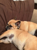 Photo №3. French Bulldog Odry is looking for a new home. Finland