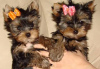 Photo №1. yorkshire terrier - for sale in the city of Berlin | 370$ | Announcement № 116804